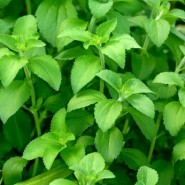 stevia-rebaudiana-biologique-plante stevia-rebaudiana-biologique-plante